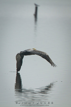 Brown Pelican