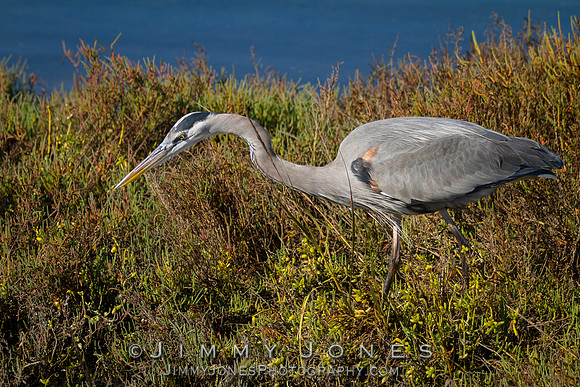 Blue Heron