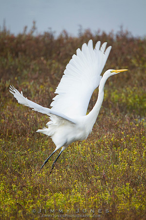 White Egret