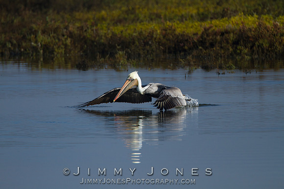 Brown Pelican