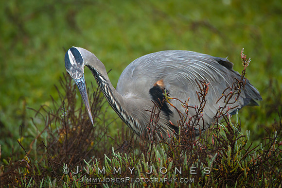 Blue Heron
