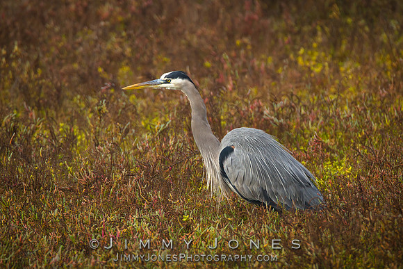 Blue Heron
