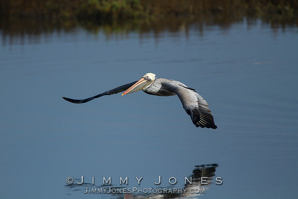 Brown Pelican