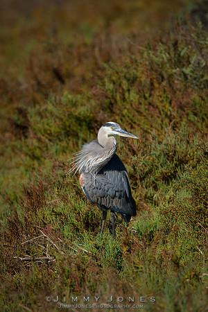 Blue Heron