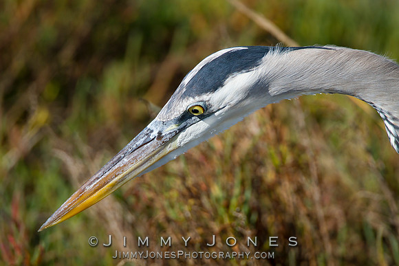 Blue Heron