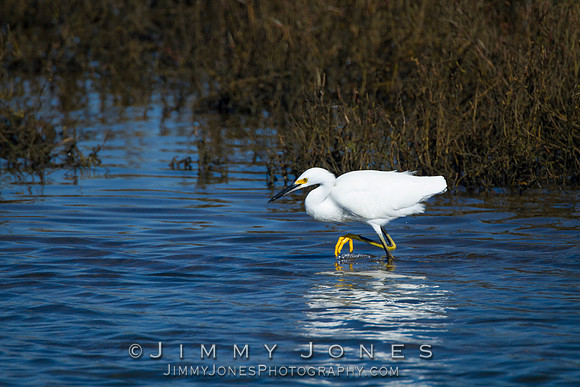Snowy Egret