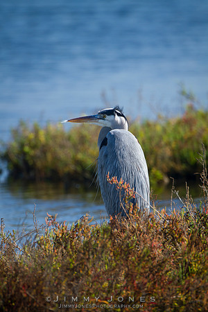 Blue Heron