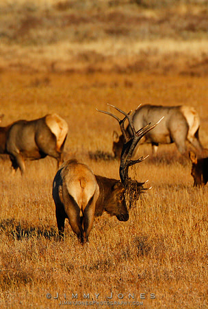 Bull Elk
