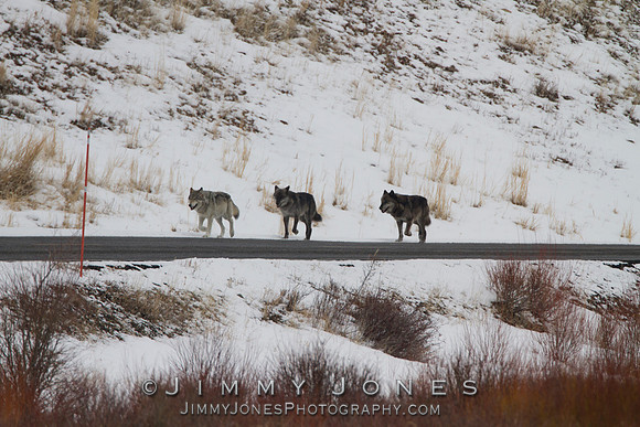 Lamar Canyon Pack Adults '06 Female Wolf , 755M, 754M