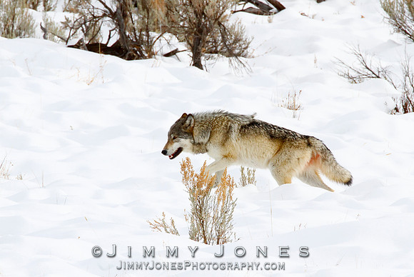 '06 Female Wolf