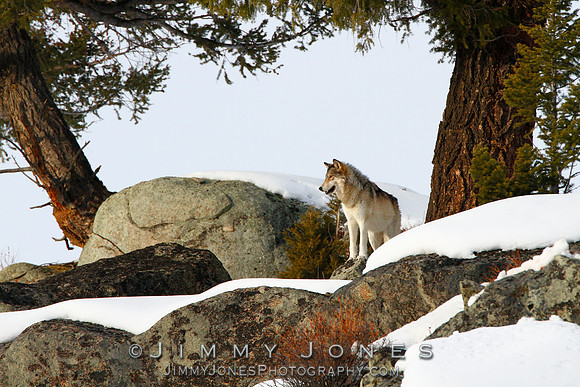 '06 Female Wolf / Lamar Canyon Pack