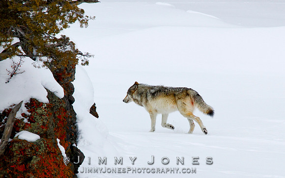'06 Female Wolf / Lamar Canyon Pack