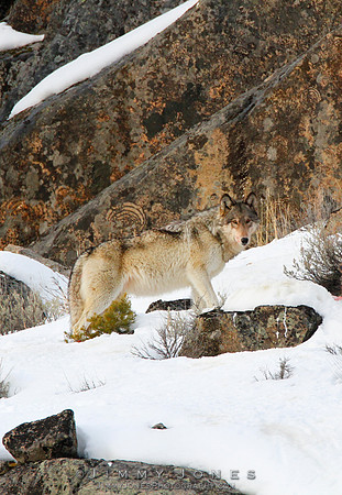 '06 Female Wolf
