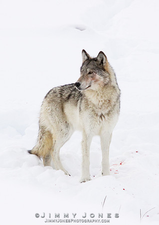 '06 Female Wolf