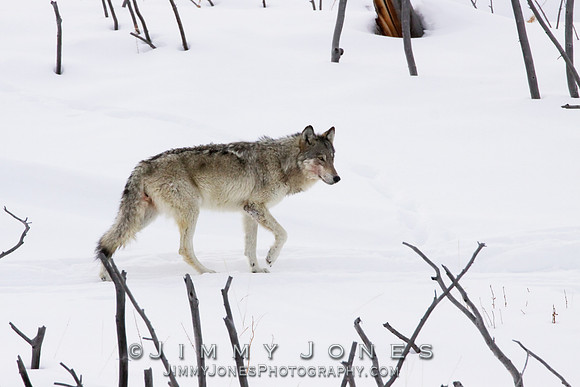 '06 Female Wolf
