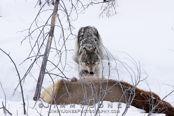 '06 Female Wolf / with First Known Solo Elk Kill @ Two Years Old