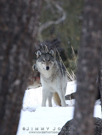 '06 Female Wolf