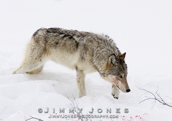 '06 Female Wolf