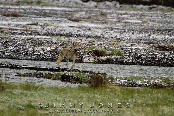 '06 Female Wolf