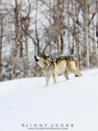 '06 Female Wolf / Lamar Canyon Pack