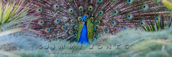 Common Peafowl - BS/P0091