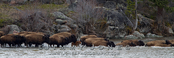 Bison Crossing -BS/P 0513