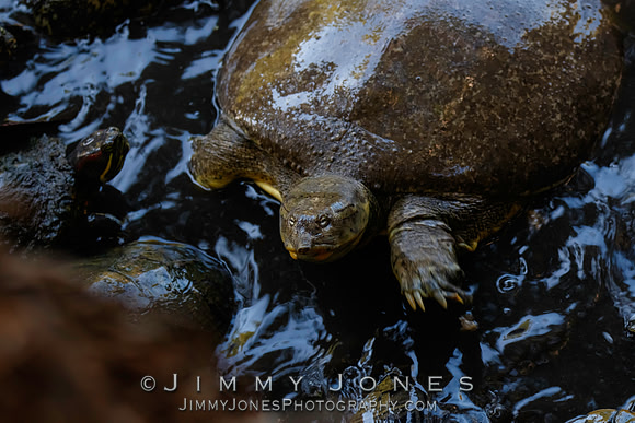 Soft Shell Spiny Turtle ~ "Big Daddy"