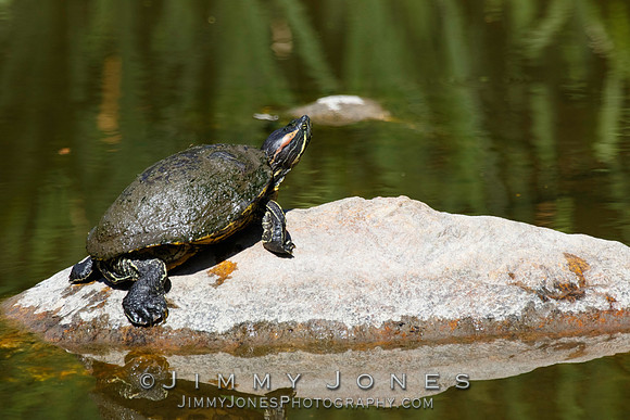 Red-eared slider