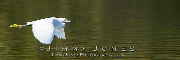 Snowy Egret - BS/P0072