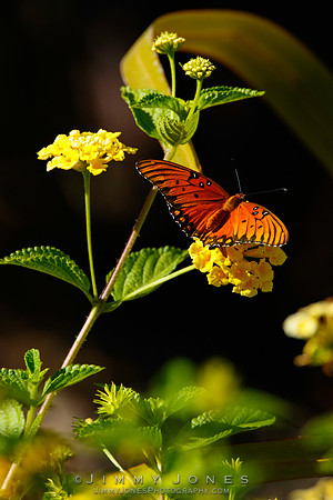 Fritillary, Gulf Agraulis vanillae