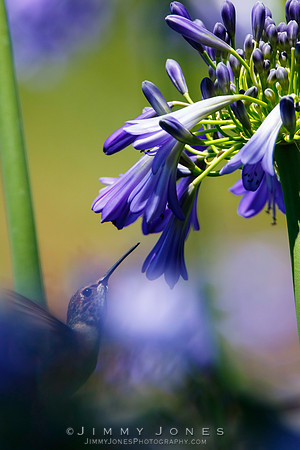 Allen's Hummingbird