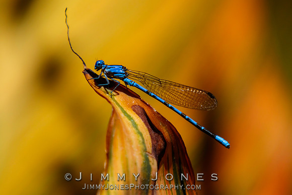 Blue Damselfly