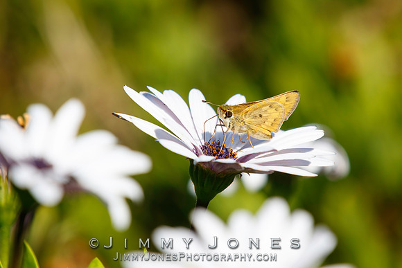 Orange Skipperling Butterfly