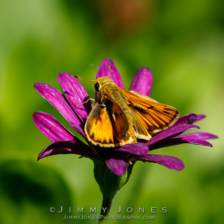 Least Skipper Butterfly