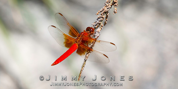 Orange Dragonfly ( Flame Skimmer )