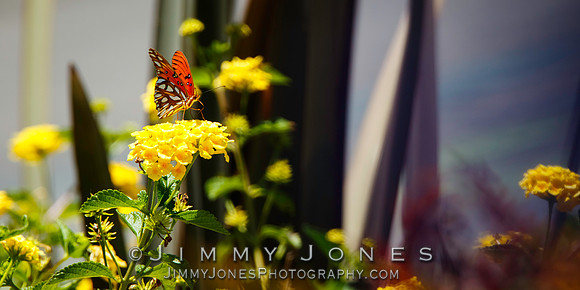Fritillary, Gulf Agraulis vanillae