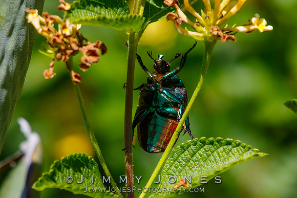 Figeater Beetle