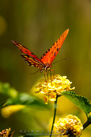 Fritillary, Gulf Agraulis vanillae