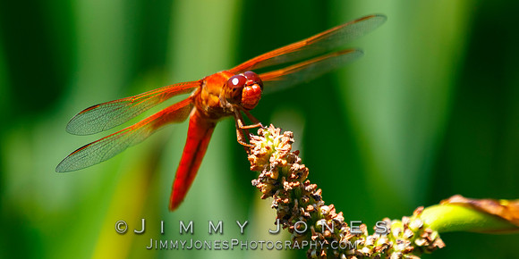 Orange Dragonfly ( Flame Skimmer )
