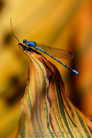 Blue Damselfly