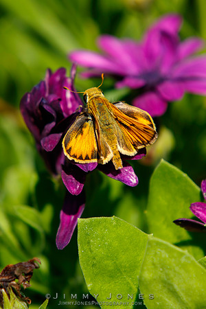 Least Skipper Moth