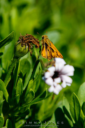 Least Skipper Moth