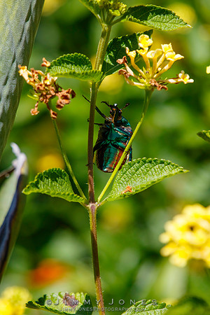 Figeater Beetle