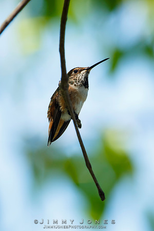 Allen's Hummingbird - (Juvenile)