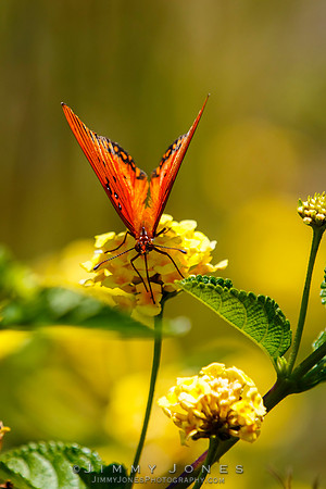 Fritillary, Gulf Agraulis vanillae