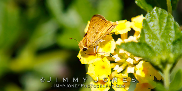 Fiery Skipper Butterfly