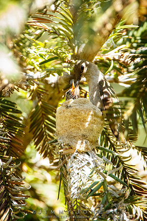 Black-chinned Hummingbird at Nest