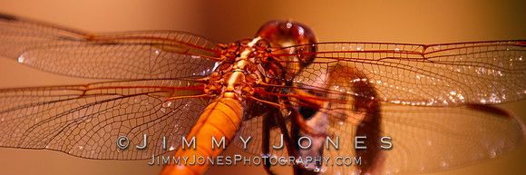 Orange Dragonfly ( Flame Skimmer ) - BS/P0096