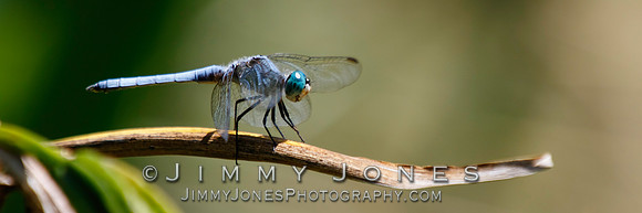 Blue Dasher Dragonfly - BS/P0097