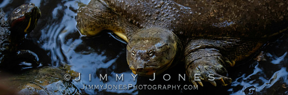 Soft Shell Spiny Turtle ~ "Big Daddy"- BS/P0097